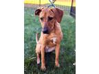 Adopt PUPPY LILLY ANNE a Hound