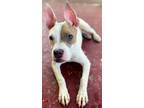 Adopt Sadie a Pit Bull Terrier