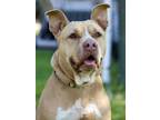 Adopt Pita a American Staffordshire Terrier, Mixed Breed