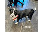 Adopt Cookie a Beagle, Dachshund
