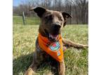 Adopt Leela a Plott Hound, Mixed Breed