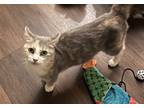 Adopt Noel a Dilute Calico