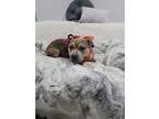 Adopt Missy a American Staffordshire Terrier