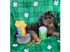 Adopt Mrs. Frizzle a Schnauzer, Yorkshire Terrier