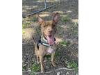 Adopt Zara a Rat Terrier, Miniature Pinscher