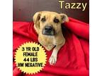 Adopt Tazzy a Pit Bull Terrier