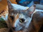 Adopt Isabelle a Dilute Tortoiseshell