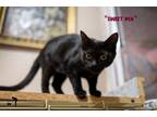 Adopt Sweet Pea a Domestic Short Hair