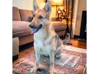 Adopt Lola a German Shepherd Dog