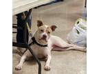 Adopt Indie a American Staffordshire Terrier