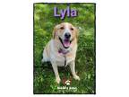 Adopt Lyla a Golden Retriever, Labrador Retriever