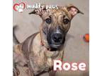 Adopt Castaways Litter: Rose a German Shepherd Dog, Pit Bull Terrier