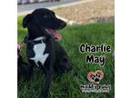 Adopt Charlie May a Patterdale Terrier / Fell Terrier