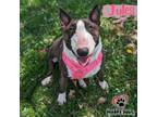 Adopt Jules a Bull Terrier