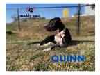 Adopt Quinn a Pit Bull Terrier