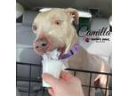 Adopt Camilla - Adoption Pending a Pit Bull Terrier