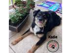 Adopt Kadie a Australian Shepherd