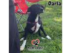 Adopt Darla a Labrador Retriever