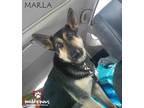 Adopt Marla a German Shepherd Dog