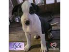 Adopt Castaways Litter: Lyla a German Shepherd Dog, Pit Bull Terrier