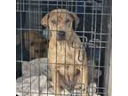 Adopt Tesla a Shar-Pei, Catahoula Leopard Dog