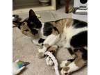 Adopt Laurie-Great Companion a Domestic Short Hair