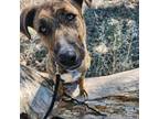 Adopt DAISY a German Shepherd Dog, Pit Bull Terrier