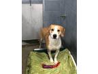 Adopt MILLIE a Beagle, Mixed Breed