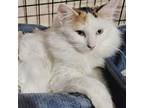 Adopt Lunara a Turkish Van, Domestic Long Hair