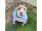 Adopt Bailey a American Staffordshire Terrier