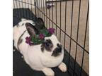 Adopt Henrietta a Bunny Rabbit