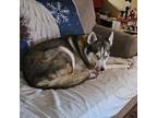 Adopt Rayne a Husky