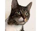 Adopt Rogue a Tabby, Domestic Short Hair