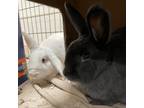 Adopt Khloe (bonded to Mitchell) a Bunny Rabbit