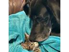 Adopt Betty Boop a Great Dane, Labrador Retriever