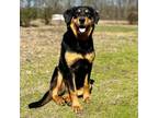 Adopt Sable a German Shepherd Dog, Black Labrador Retriever