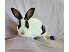 Adopt Bunnette a Mini Rex