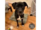 Adopt Stella a Boxer