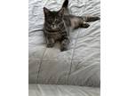 Adopt Sola a Tabby