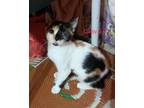 Adopt Daisy(1 eye 3 months kitten) a Calico, Domestic Short Hair