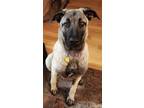 Adopt Fiona a Anatolian Shepherd