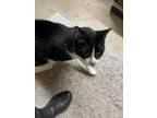 Adopt Peanut a Tuxedo