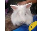 Adopt Bartleby a Lionhead