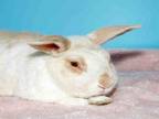 Adopt PONYO a Bunny Rabbit