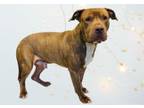 Adopt MAX a American Staffordshire Terrier