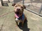 Adopt MAX a American Staffordshire Terrier