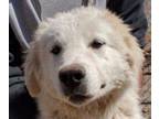 Adopt Tundra a Great Pyrenees