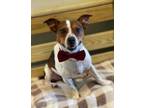 Adopt Jack-O a Beagle, Jack Russell Terrier