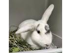 Adopt Charley a Mini Lop