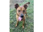 Adopt Copper a Terrier